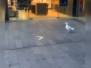 Дођох, видех, узех