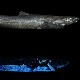 Ајкуле у морским дубинама код Новог Зеланда највећи светлећи кичмењаци