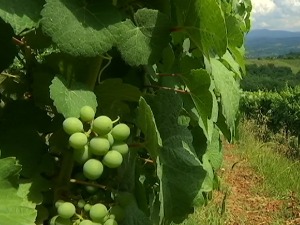 Тражња за новим сортама вина у свету, шанса за "прокупац" и "тамјанику"