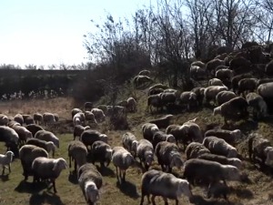 Рекорд у тору Бенића – овца ојагњила петоро јагањаца