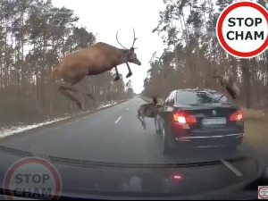 Крдо јелена изненада искочило из шуме, возач једва успео да их избегне