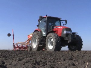 Зашто је "икона" сорта пшенице која одолева климатским променама