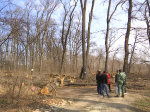 Грађани Бачке Паланке даноноћно бране шуму од сече – симбол су еколошког отпора у Србији