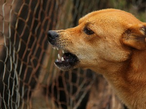 Постоји више разлога због којих је пас агресиван, за то је крив само власник