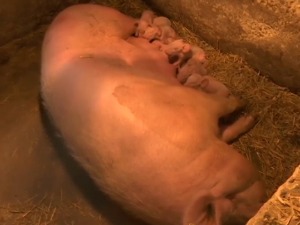 Какве мере су предузете да се спречи ширење афричке куге свиња и колико је она опасна