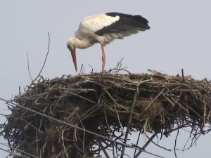 У Тарашу родама организују свечани дочек, а ево и зашто