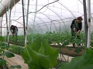 Зашто ћемо домаће краставце и парадајз чекати бар још месец дана