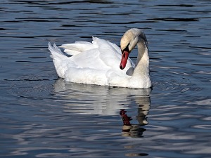 Код два угинула лабуда у Кули потврђена заразна болест 