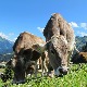 Уз малу промену исхране краве избацују 82 одсто мање метана
