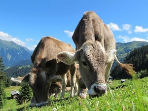 Уз малу промену исхране краве избацују 82 одсто мање метана