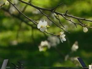 Када нам почиње пролеће, а када померамо часовнике