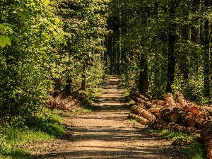 Трећина домаћинстава у Србији се греје на дрва, да ли су шуме у Србији у опасности