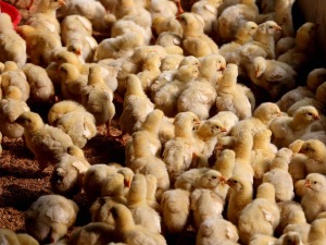 Птичји грип код дивљих птица Кули, забрана нелегалног промета птица и живине 