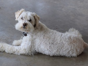 Под којим условима кућни љубимци могу да пређу границу – како спречити шверц паса