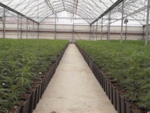 Укинут притвор двојици оптужених у случају "Јовањица", предлог за пуштање Колувије одбијен