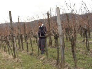 И винова лоза има ожиљке, зашто виноградари подижу засаде на неколико парцела