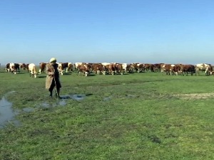 На непрегледним пашњацима у Банату скоро да нема чобана, шта све мучи фармере