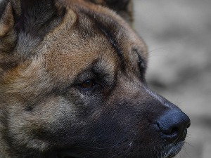 Пас напао девојчицу у Сјеници, против власника поднета кривична пријава