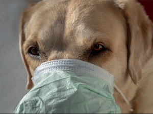 Миланко Шеклер: Кућни љубимци не представљају епидемиолошку опасност