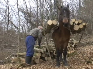 Зекан, Малиша, Цига и Косан су Драгојеви најбољи помоћници – иду тамо где машине не могу