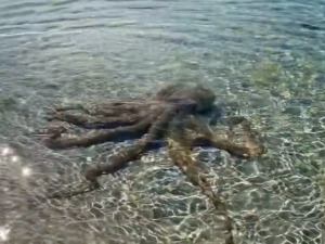 Хоботница напала знатижељног пливача у Аустралији