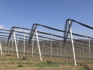 Сви траже јабуке из Левча – у чему је тајна