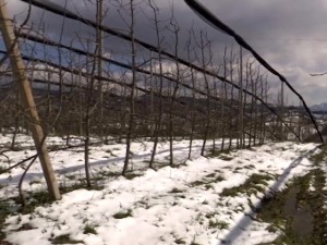 Минус у априлу десетковао поједине воћне сорте – да ли ће мраз "охладити" цене