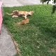 Луди од љубави