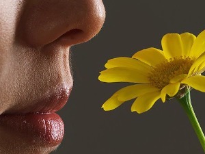 Перцепција мириса