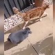 Сунцобран