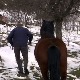 Медвед усмртио коња на Мучњу – власник тражио одштету, а добио казну