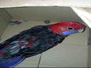 Спречено кријумчарње 45 птица па прелазу Сремска Рача