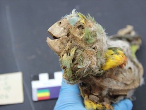 Мумије папагаја – доказ широке трговинске мреже у прехиспанском Чилеу