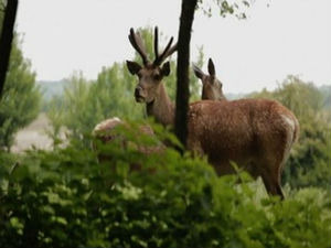 Траг у простору: Прича о седам Дунава