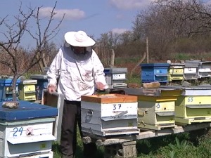 Које питање стално мучи пчеларе