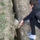 Баш је овца
