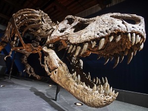 Тираносауруси попут вукова ловили у чопорима