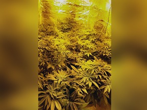 Наставак акције "Гнев", откривене две лабораторије за узгој марихуане