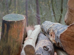 Мушкарац погинуо на Повлену приликом сече дрва 