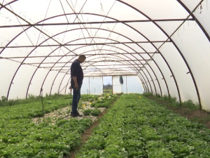 Како је хладно и кишовито време утицало на паприку и парадајз у трстеничком крају