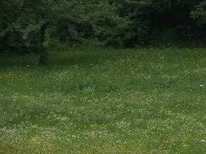 Ове године и полен се понашао другачије – зашто су мање алергични људи на селу, него у граду