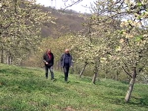 Мраз десетковао поједине воћне врсте у топличком крају, ни пчеле не могу да раде због времена