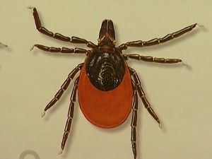 Крпељи опаснији од змија, увлачење ногавица у чарапе, покривање главе и шта још да будемо безбеднији 