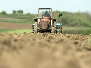 Сетва кукуруза касни у топличком крају, саветују се хибриди са краћом вегетацијом