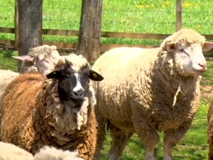 Кад jaгањци појефтине