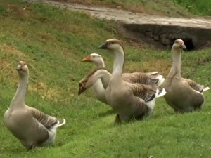 Гуске су Шатринце спасиле немаштине - зашто је корона повећала потражњу гушчије масти