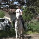 Како је коњ Вук постао непобедив у даљинском јахању