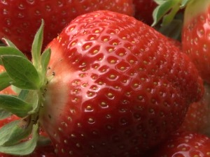 Јагоде из шабачког краја за наше и руско тржиште