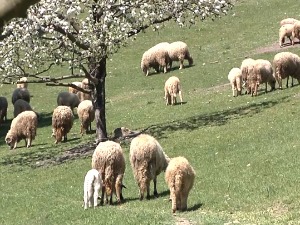 Субвенције за фарме оваца у пограничном делу Србије