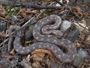 У сусрету са змијом – ко жив, а ко се прави мртав